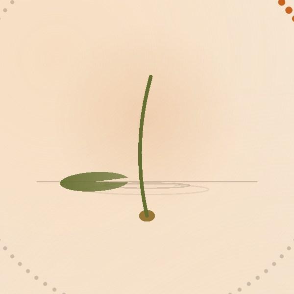 The lotus on day 24 of 108: sprout